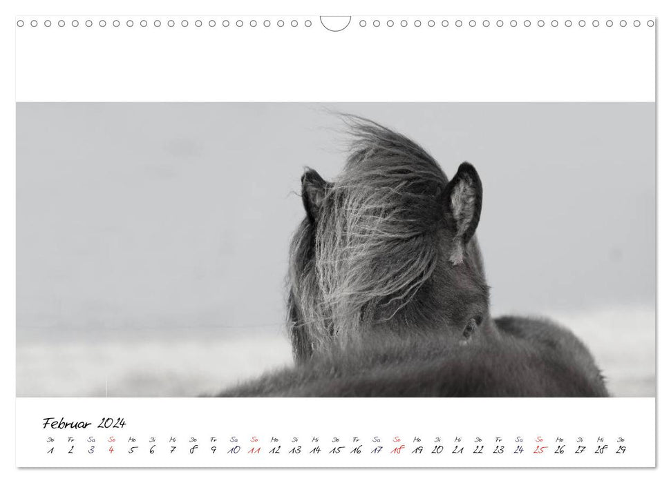 Islandpferde von Brimilsvellir (CALVENDO Wandkalender 2024)