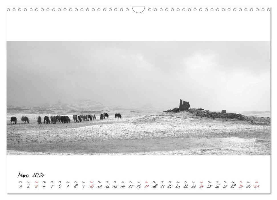 Icelandic horses from Brimilsvellir (CALVENDO wall calendar 2024) 