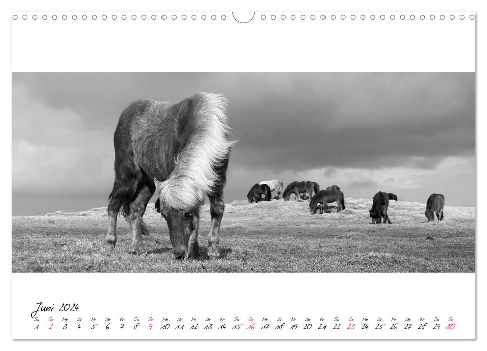 Icelandic horses from Brimilsvellir (CALVENDO wall calendar 2024) 