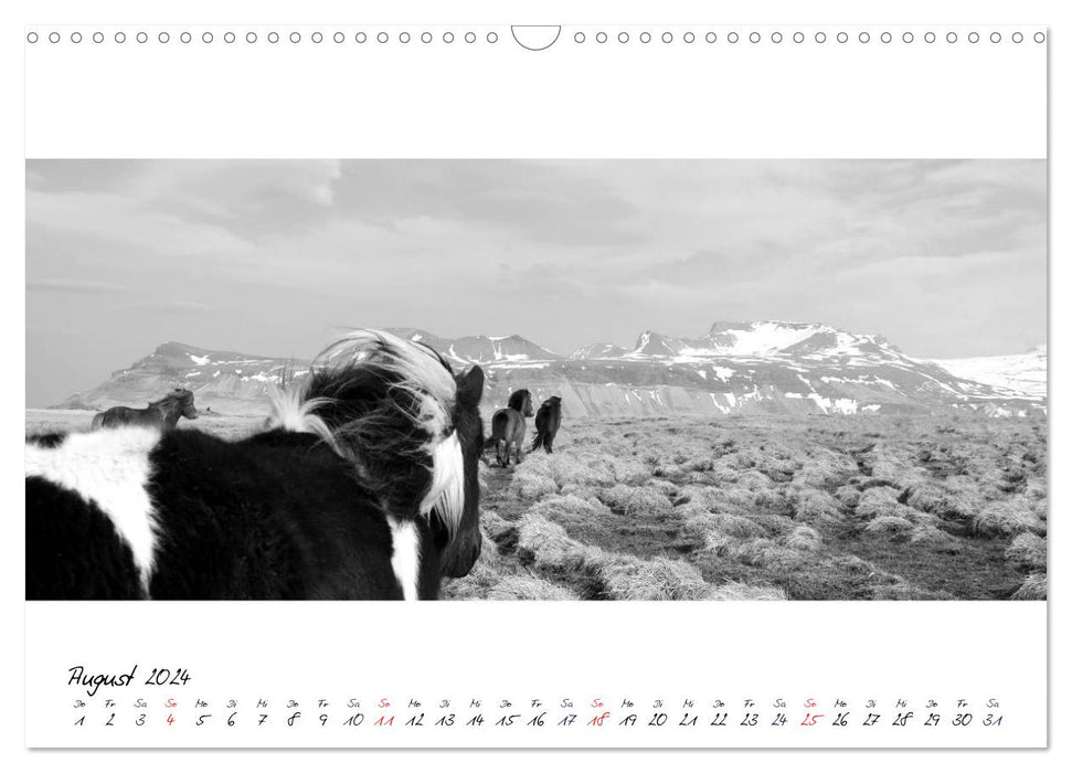 Islandpferde von Brimilsvellir (CALVENDO Wandkalender 2024)