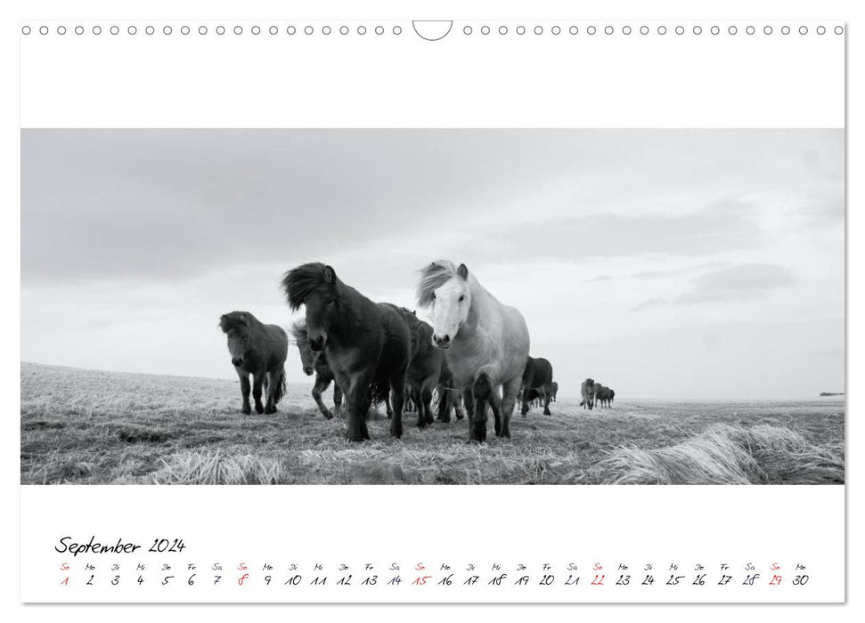 Islandpferde von Brimilsvellir (CALVENDO Wandkalender 2024)