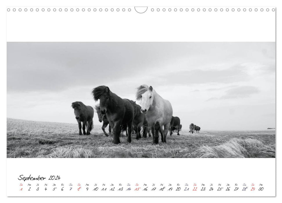 Icelandic horses from Brimilsvellir (CALVENDO wall calendar 2024) 