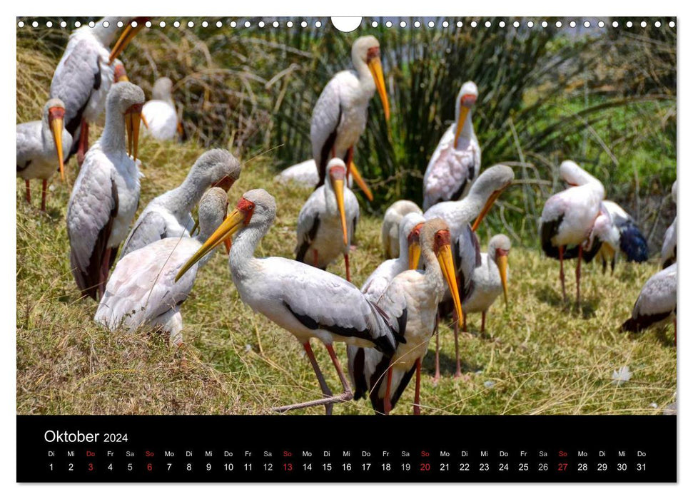 Africa (CALVENDO wall calendar 2024) 