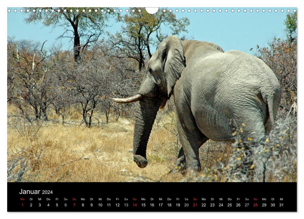 Africa (CALVENDO wall calendar 2024) 