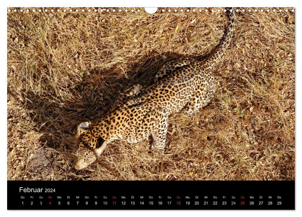 Africa (CALVENDO wall calendar 2024) 