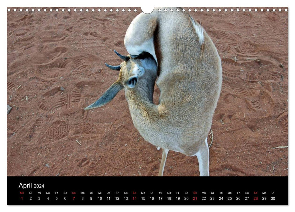 Africa (CALVENDO wall calendar 2024) 