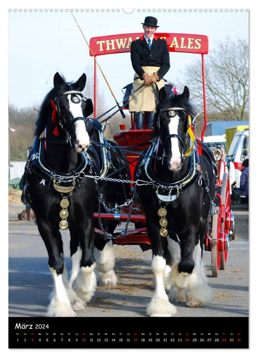 Shire Horse - Geschmückte Riesen (CALVENDO Wandkalender 2024)