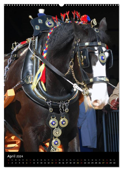 Shire Horse - Geschmückte Riesen (CALVENDO Wandkalender 2024)