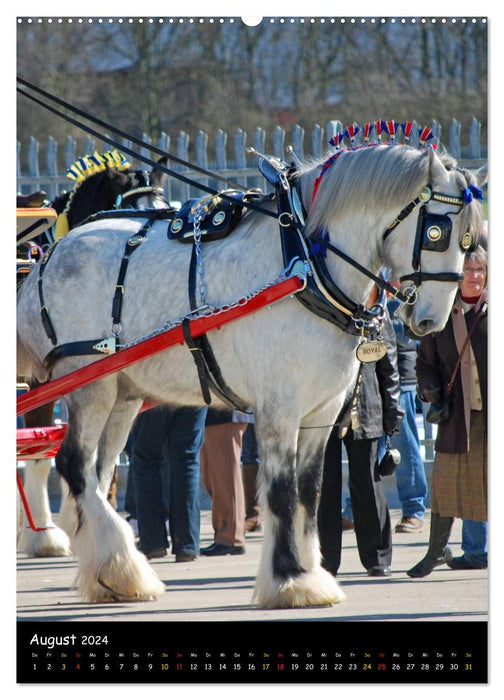 Shire Horse - Geschmückte Riesen (CALVENDO Wandkalender 2024)