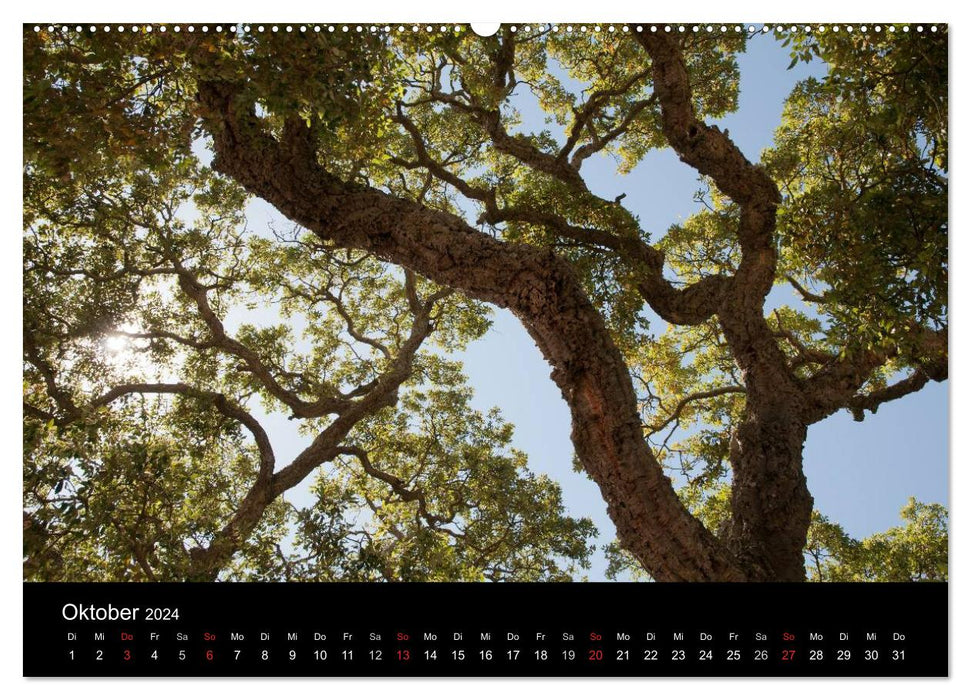 Sardinia Costa Smeralda and the North (CALVENDO wall calendar 2024) 