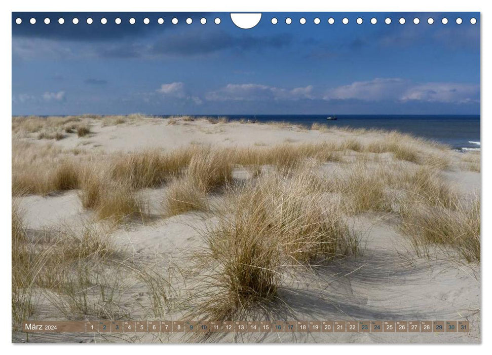 Strandwanderungen auf Texel (CALVENDO Wandkalender 2024)