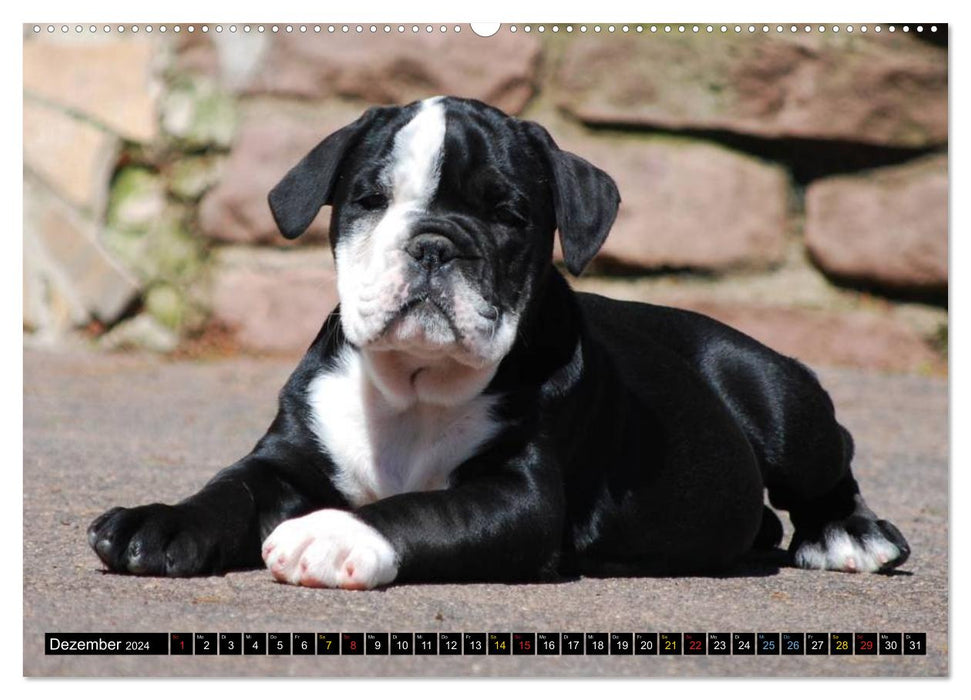 Bulldoggen-Kinder (CALVENDO Premium Wandkalender 2024)