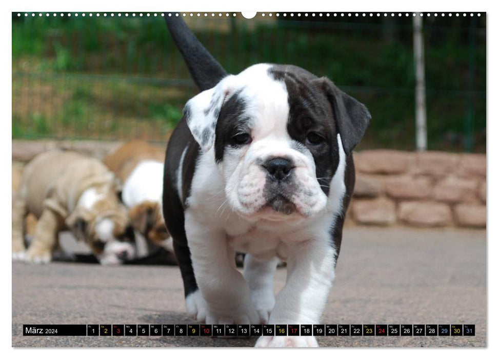 Bulldog Children (CALVENDO Premium Wall Calendar 2024) 