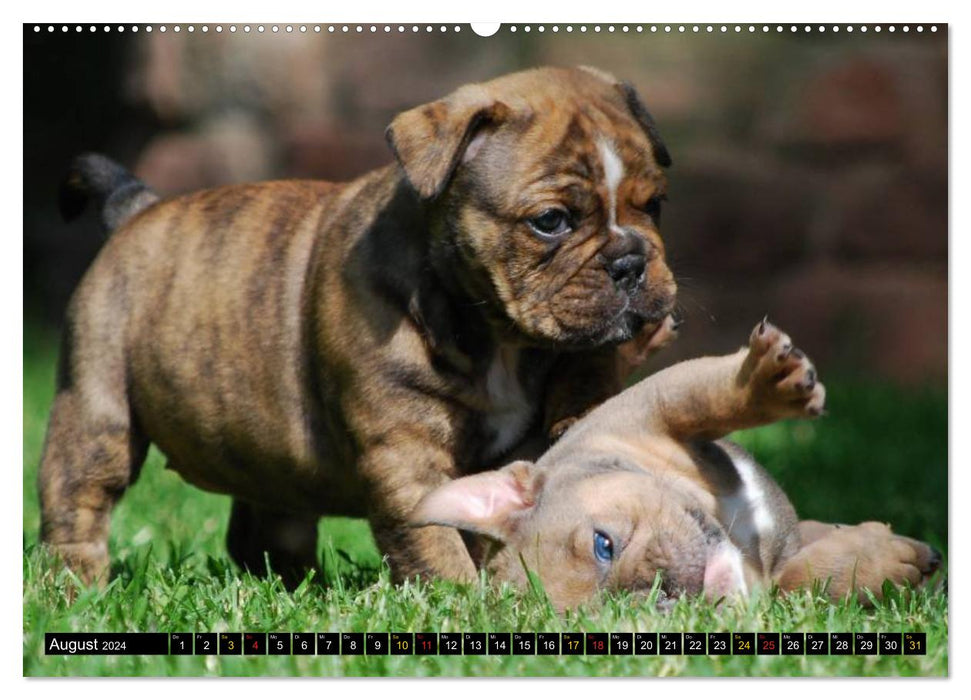 Bulldoggen-Kinder (CALVENDO Premium Wandkalender 2024)