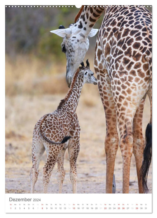 Magie des Augenblicks - Giraffen - Riesen der Savanne (CALVENDO Wandkalender 2024)