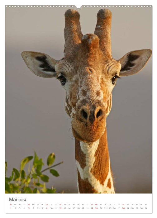 Magie du moment - girafes - géants de la savane (Calendrier mural CALVENDO 2024) 