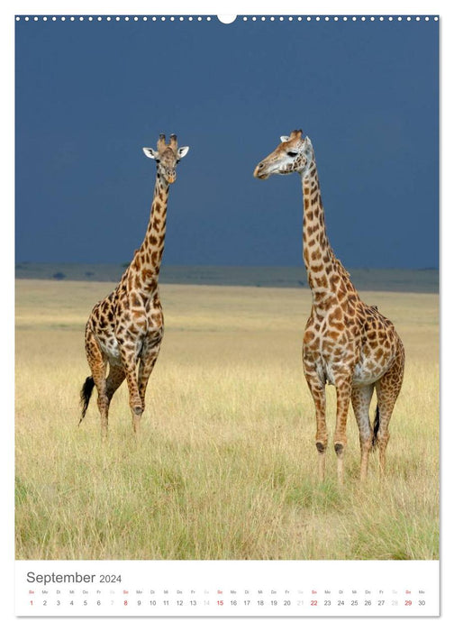 Magic of the moment - giraffes - giants of the savannah (CALVENDO wall calendar 2024) 