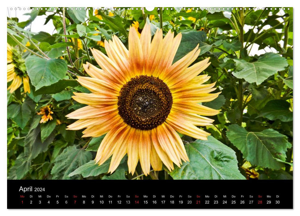Radiant sunflowers / CH version (CALVENDO Premium wall calendar 2024) 
