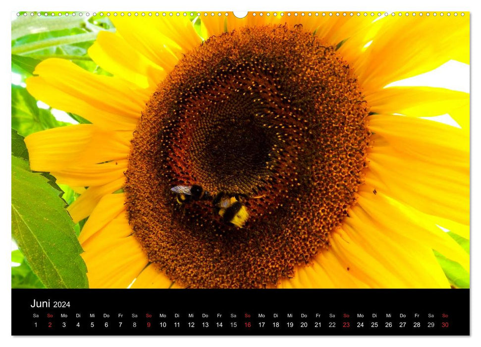 Strahlende Sonnenblumen / CH - Version (CALVENDO Premium Wandkalender 2024)