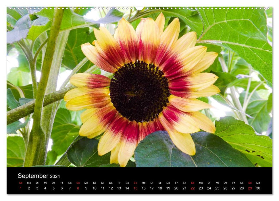 Strahlende Sonnenblumen / CH - Version (CALVENDO Premium Wandkalender 2024)