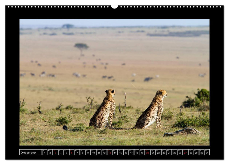 Afrikas Katzen (CALVENDO Wandkalender 2024)