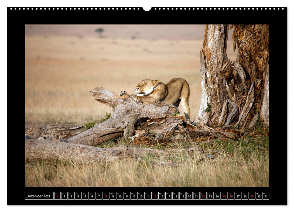 Afrikas Katzen (CALVENDO Wandkalender 2024)