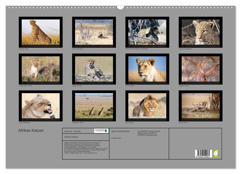 Africa's cats (CALVENDO wall calendar 2024) 