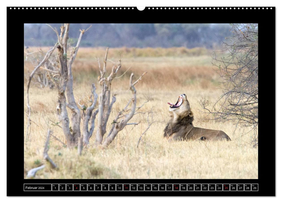 Africa's cats (CALVENDO wall calendar 2024) 