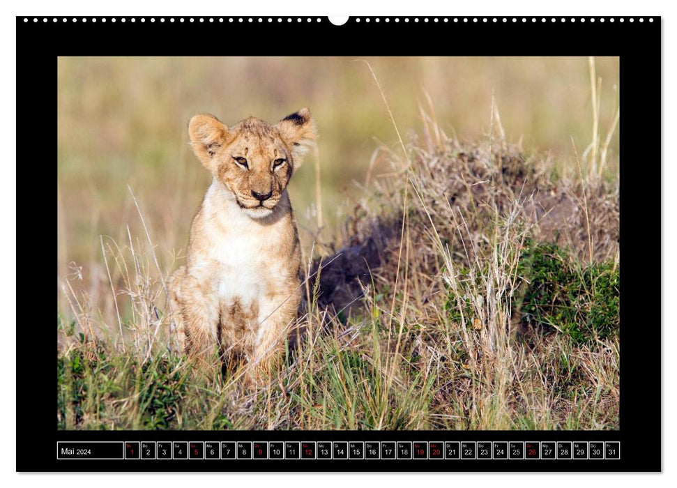 Chats d'Afrique (Calendrier mural CALVENDO 2024) 