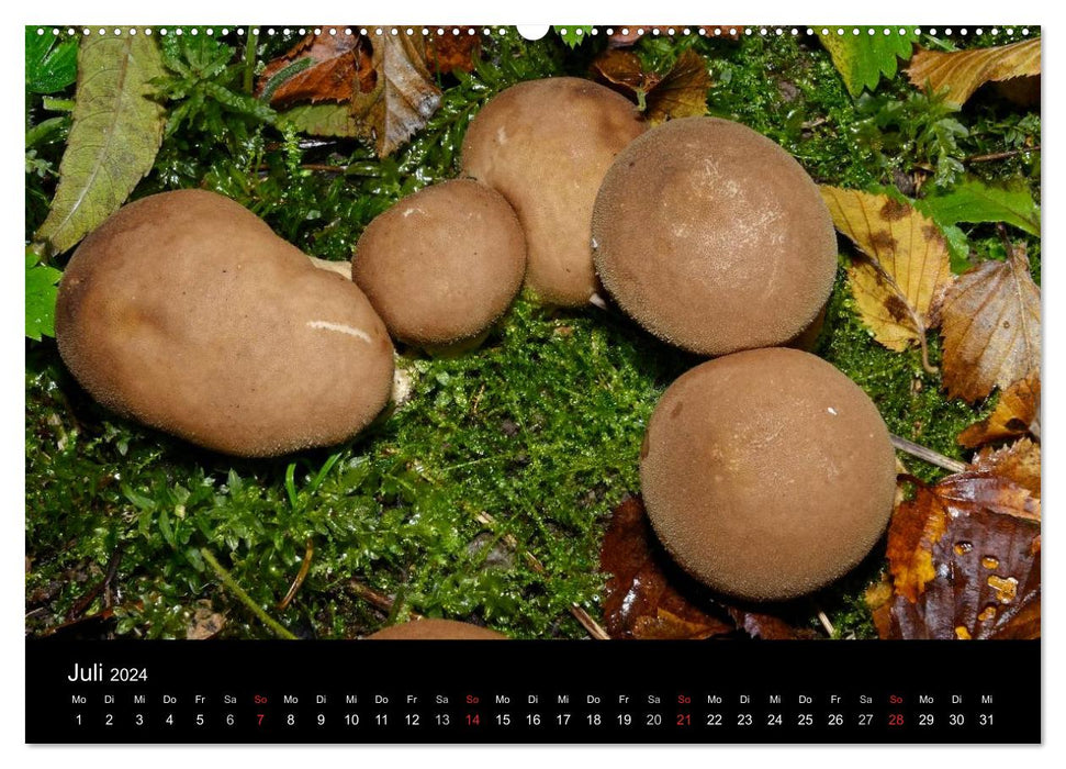 Mushrooms, mushrooms (CALVENDO wall calendar 2024) 
