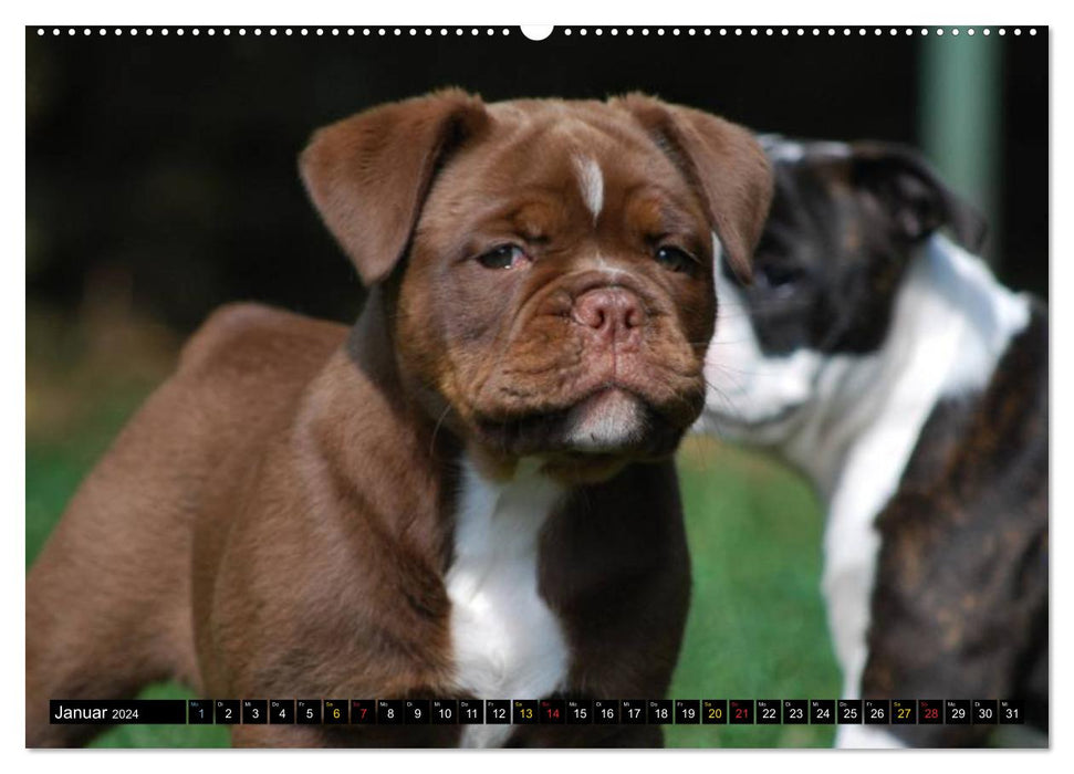 Enfants bouledogue (Calendrier mural CALVENDO 2024) 