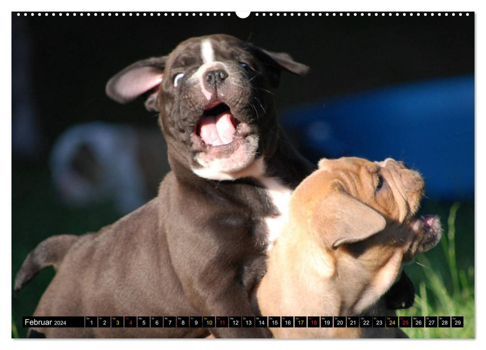 Bulldog children (CALVENDO wall calendar 2024) 