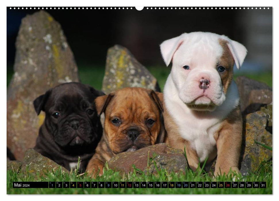 Bulldoggen-Kinder (CALVENDO Wandkalender 2024)