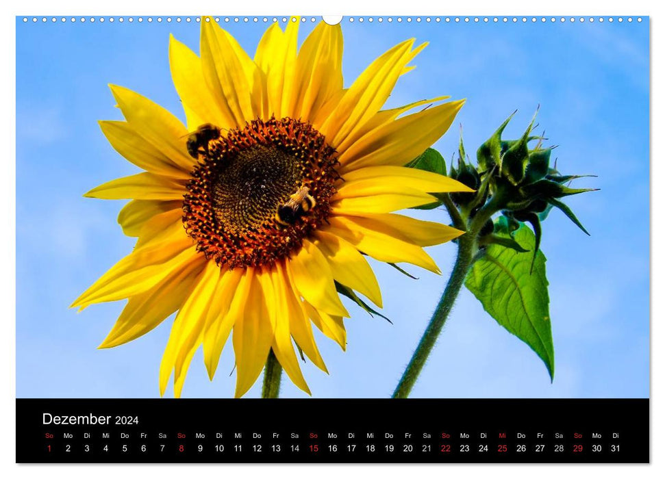 Radiant sunflowers / CH version (CALVENDO wall calendar 2024) 