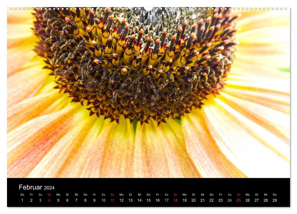 Strahlende Sonnenblumen / CH - Version (CALVENDO Wandkalender 2024)