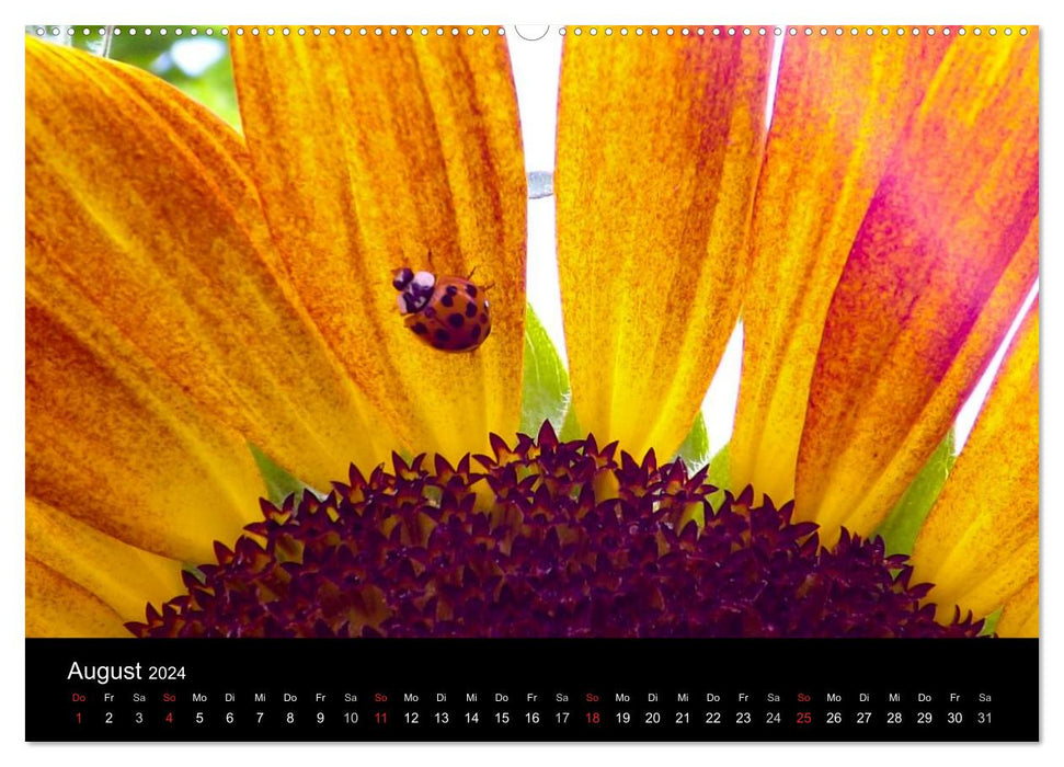 Radiant sunflowers / CH version (CALVENDO wall calendar 2024) 