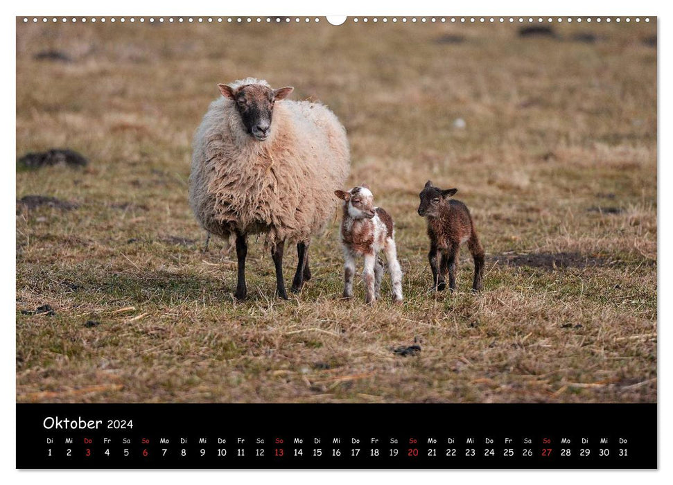 Schafe und Lämmer (CALVENDO Premium Wandkalender 2024)