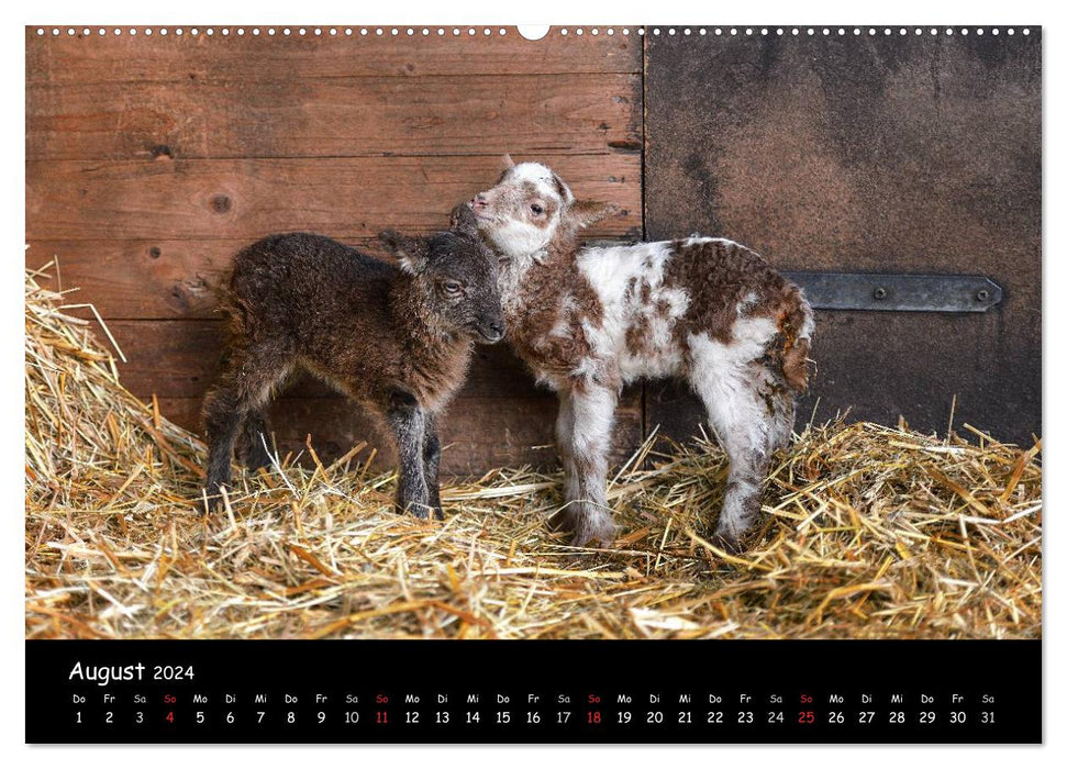 Moutons et agneaux (Calendrier mural CALVENDO Premium 2024) 