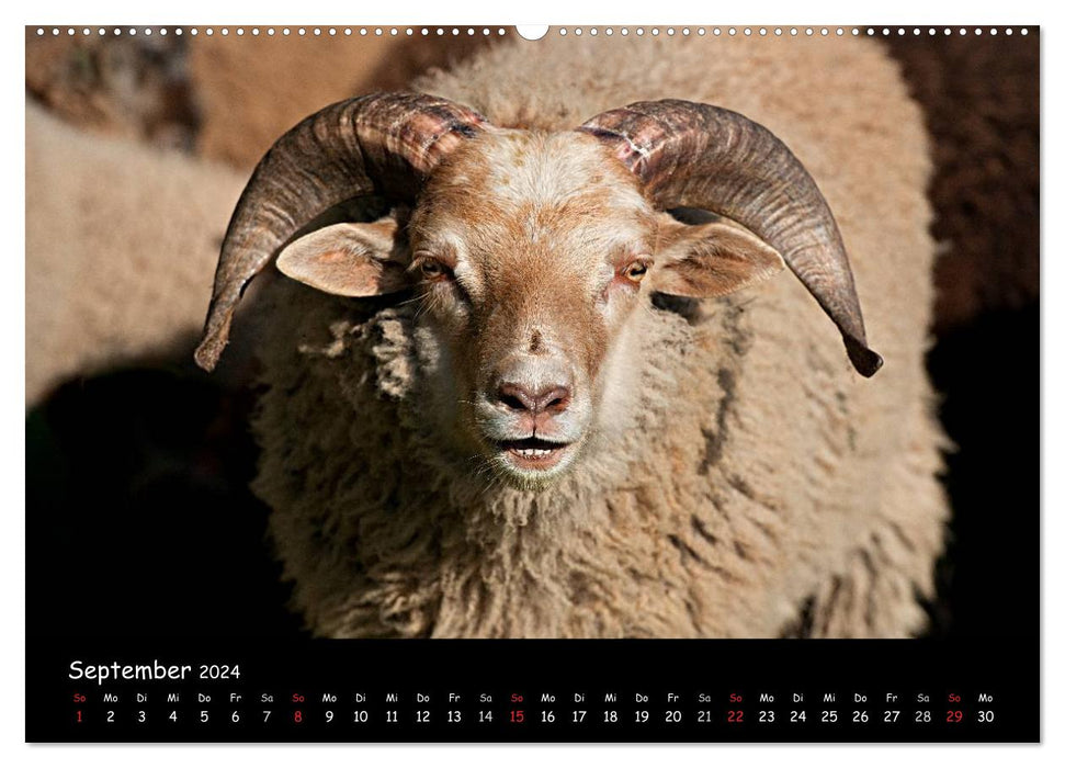Moutons et agneaux (Calendrier mural CALVENDO Premium 2024) 