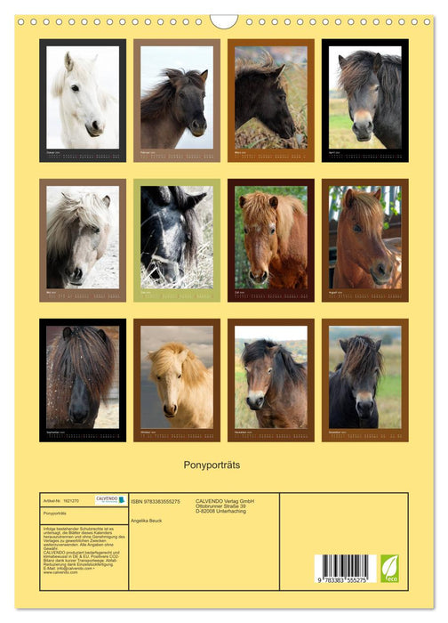 Pony portraits (CALVENDO wall calendar 2024) 