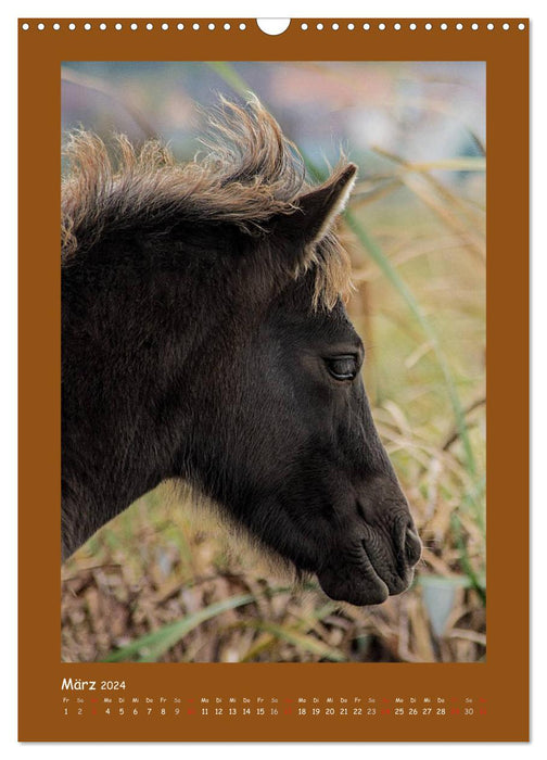 Pony portraits (CALVENDO wall calendar 2024) 