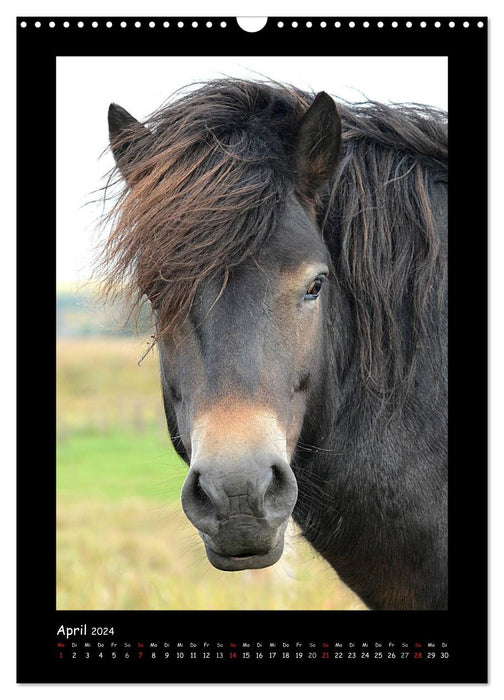 Pony portraits (CALVENDO wall calendar 2024) 