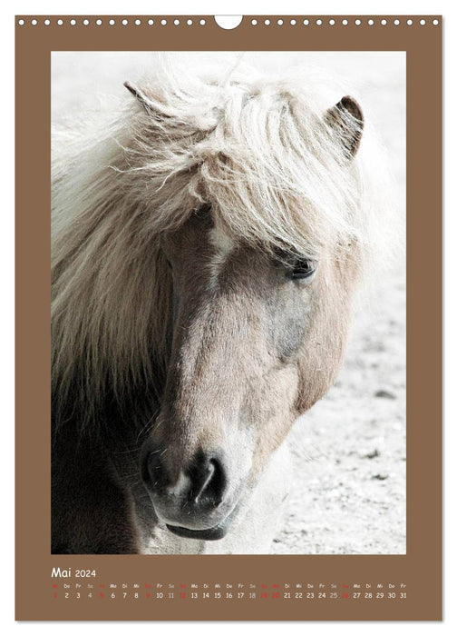 Pony portraits (CALVENDO wall calendar 2024) 