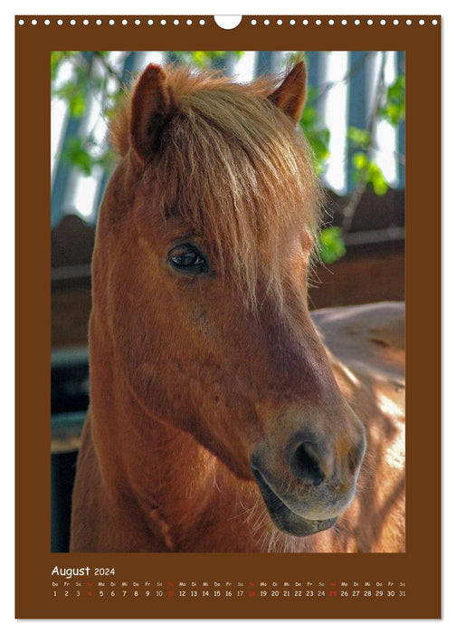 Pony portraits (CALVENDO wall calendar 2024) 