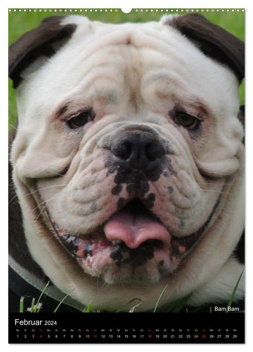 Bulldog Faces (CALVENDO Premium Wall Calendar 2024) 