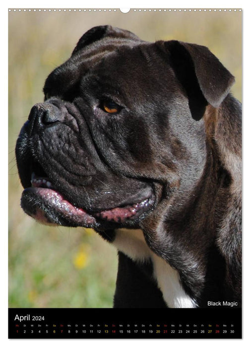 Bulldoggen-Gesichter (CALVENDO Premium Wandkalender 2024)