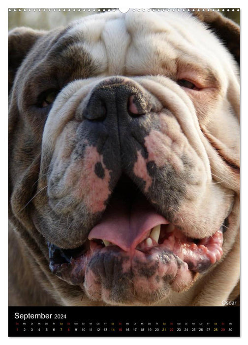 Bulldog Faces (CALVENDO Premium Wall Calendar 2024) 
