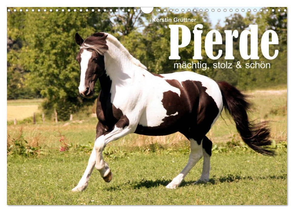 Horses - powerful, proud &amp; beautiful (CALVENDO wall calendar 2024) 