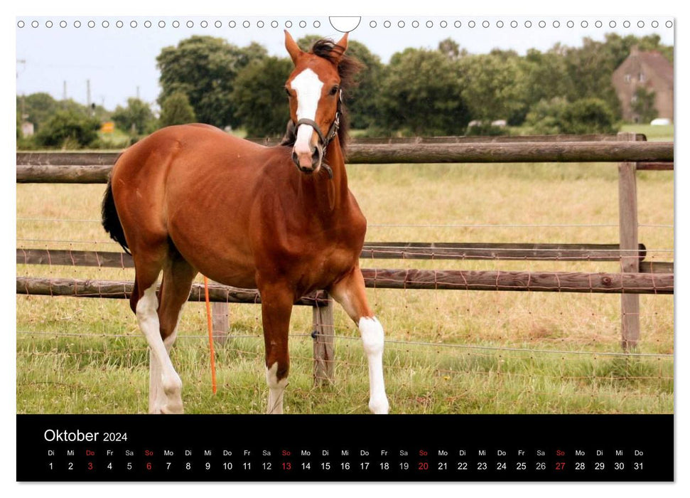 Pferde - mächtig, stolz & schön (CALVENDO Wandkalender 2024)