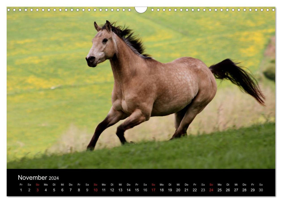 Horses - powerful, proud &amp; beautiful (CALVENDO wall calendar 2024) 